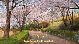  Presentation with cherry blossom - Colorful slide set enhanced with lake park seoul south korea backdrop and a tawny brown colored foreground