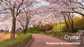  Presentation with cherry blossom - Presentation with lake park seoul south korea background and a coral colored foreground