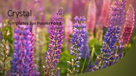  Presentation with tahoe - Slides having lake tahoe - lupine flowers background field background and a coral colored foreground