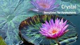  Presentation with blue water lily - Slide deck featuring lakes blue - beautiful flowers of water lily background and a teal colored foreground