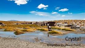 Presentation with lama - PPT theme with lama at swamp among sunshine background and a coral colored foreground