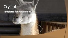  Presentation with lama - Cool new presentation theme with lama backdrop and a gray colored foreground