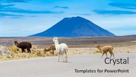  Presentation with mountains - Colorful presentation enhanced with lamas in andes mountains peru backdrop and a soft green colored foreground