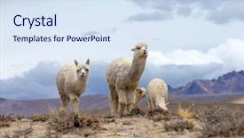  Presentation with mountains - Cool new slide deck with lamas in andes mountains peru backdrop and a sky blue colored foreground
