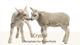  Presentation with sheep - PPT layouts with lamb and goat kid 8 background and a lemonade colored foreground