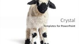  Presentation with sheep - Presentation design having lamb-blacknose-sheep-three-weeks background and a white colored foreground