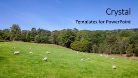  Presentation with clear sunny day rural landscape - PPT theme consisting of lamb grazing on a pasture background and a light blue colored foreground
