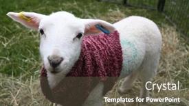  Presentation with zoo - PPT layouts consisting of lamb-outside-at-a-village background and a dark gray colored foreground