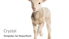  Presentation with sheep - Slides enhanced with lamb-sopravissana-sheep-isolated background and a white colored foreground