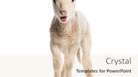  Presentation with sheep - Presentation with lamb-sopravissana-sheep-isolated and a lemonade colored foreground
