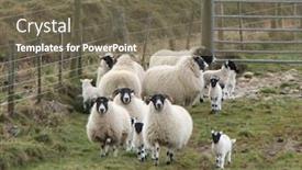  Presentation with springtime - Slide deck featuring lambs and sheep running across background and a violet colored foreground