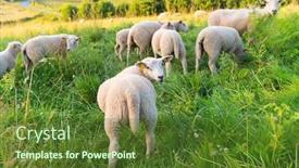  Presentation with grazing - PPT theme enhanced with lambs-grazing-in-french-landscape background and a tawny brown colored foreground
