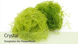  Presentation with seaweed - Audience pleasing slide set consisting of laminaria seaweed isolated on white backdrop and a yellow colored foreground