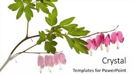  Presentation with heart - Slide set with lamprocapnos spectabilis or bleeding heart background and a white colored foreground