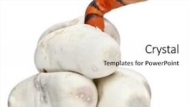  Presentation with minute - Slide deck featuring lampropeltis triangulum hondurensis 1 minute background and a white colored foreground