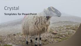  Presentation with sheep mesopatamia - PPT theme featuring lanark-scottish-blackface-sheep-ovis background and a sky blue colored foreground