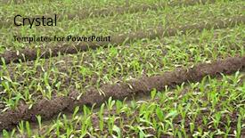  Presentation with land - PPT layouts featuring land acquisition - vegetable background and a yellow colored foreground