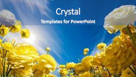  Presentation with greeting card - Beautiful slide set featuring greeting card magnificent yellow buttercups backdrop and a ocean colored foreground
