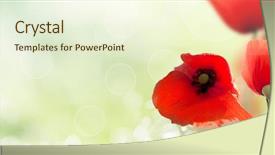  Presentation with poppies - Theme with plain colors natural abstract blurred - poppies field nature composition background and a cream colored foreground