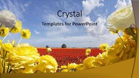  Presentation with greeting card - Audience pleasing PPT theme consisting of picturesque multi-colored garden buttercups backdrop and a light blue colored foreground