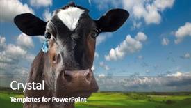  Presentation with funny cow on cow farm - Beautiful slides featuring land beast - cow close up backdrop and a tawny brown colored foreground