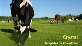  Presentation with grazing - Audience pleasing PPT layouts consisting of land beast - cow grazing on a green backdrop and a tawny brown colored foreground