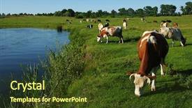  Presentation with grazing - Slide deck consisting of land beast - cow grazing on a green background and a tawny brown colored foreground