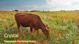  Presentation with cow - Theme enhanced with land beast - cow in meadow nature composition background and a tawny brown colored foreground