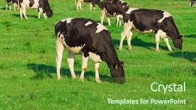  Presentation with grazing - Beautiful presentation theme featuring land beast - cows grazing on a meadow backdrop and a tawny brown colored foreground