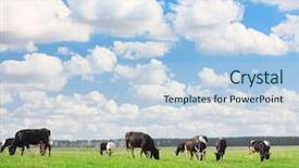  Presentation with grazing - PPT theme consisting of land beast - cows grazing on meadow background and a light blue colored foreground
