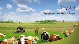  Presentation with land - Slide deck featuring land beast - cows on a green summer background and a light blue colored foreground
