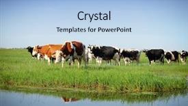  Presentation with meadow - Theme featuring land beast - cows on a green summer background and a light blue colored foreground