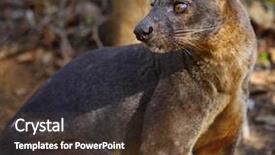  Presentation with dry forest - Beautiful slide deck featuring land beast - endemic fossa cryptoprocta ferox backdrop and a tawny brown colored foreground