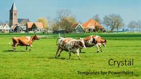  Presentation with released - Theme featuring land beast - happy cows jumping after being background and a gold colored foreground