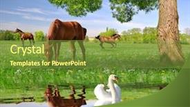  Presentation with spring water - Presentation design with land beast - herd of horses background and a tawny brown colored foreground