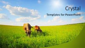  Presentation with mother baby - Beautiful presentation featuring land beast - two cows baby and mother backdrop and a light blue colored foreground