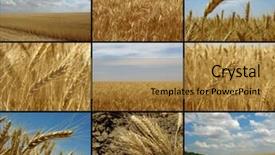  Presentation with wheat growing - Theme with land collage - growing and ripening wheat collection background and a gold colored foreground