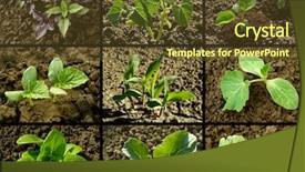  Presentation with beds - Audience pleasing presentation consisting of land collage - set of seedlings growing backdrop and a tawny brown colored foreground