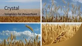  Presentation with ears - Colorful slide set enhanced with land collage - set of wheat ears ripening backdrop and a light blue colored foreground