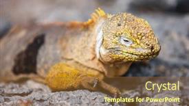  Presentation with ecuador - Amazing PPT theme having land iguana endemic at the galapagos islands ecuador backdrop and a tawny brown colored foreground