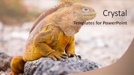  Presentation with ecuador - Slide set featuring land iguana endemic background and a lemonade colored foreground