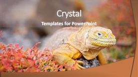  Presentation with land - Presentation design consisting of land iguana endemic background and a coral colored foreground