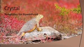  Presentation with ecuador - Amazing theme having land iguana endemic to the galapagos islands ecuador backdrop and a red colored foreground