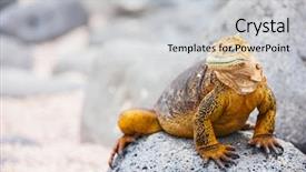  Presentation with land - Presentation design consisting of land iguana endemic background and a light gray colored foreground