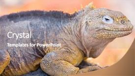  Presentation with ecuador - Audience pleasing PPT theme consisting of land iguana endemic to the galapagos islands ecuador backdrop and a coral colored foreground