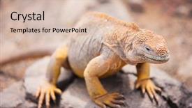  Presentation with ecuador - Cool new presentation theme with land iguana endemic to the galapagos islands ecuador backdrop and a lemonade colored foreground