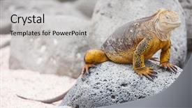  Presentation with ecuador - Beautiful PPT theme featuring land iguana endemic to the galapagos islands ecuador backdrop and a light gray colored foreground