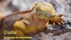  Presentation with ecuador - Amazing presentation design having land iguana endemic at the galapagos islands ecuador backdrop and a tawny brown colored foreground
