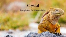  Presentation with ecuador - Slide set having land iguana endemic background and a yellow colored foreground