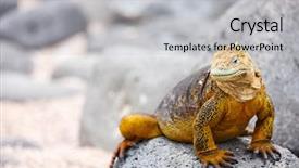  Presentation with ecuador - Theme with land iguana endemic background and a  colored foreground